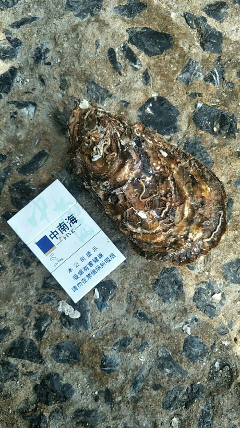 生蚝苗三两以下