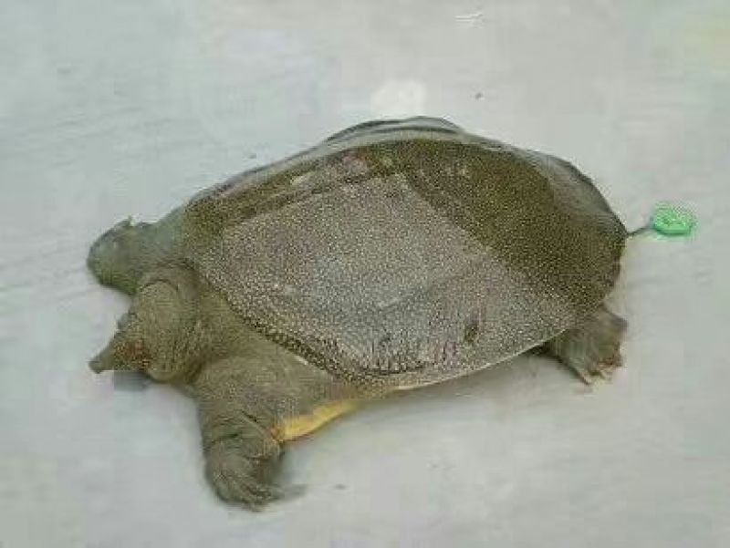 薪芯生态甲鱼