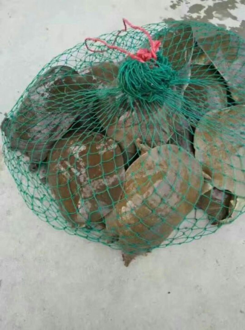 薪芯生态甲鱼