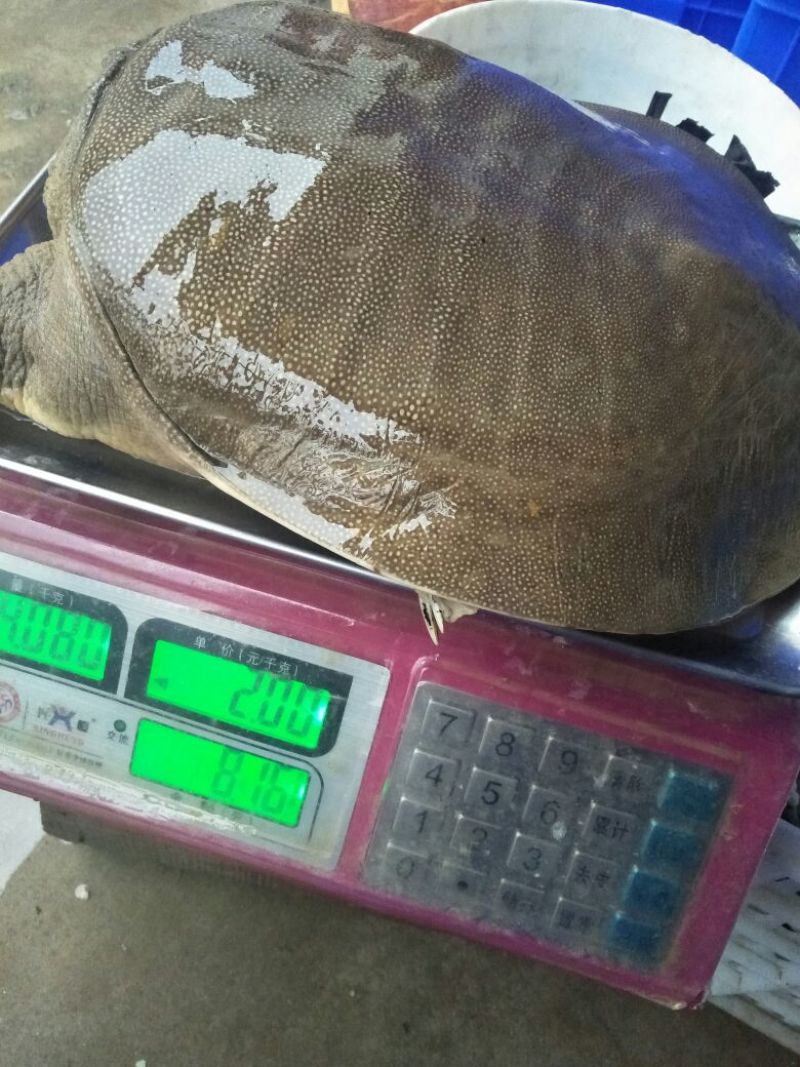 薪芯生态甲鱼