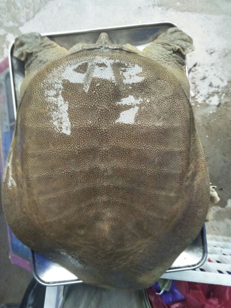 薪芯生态甲鱼