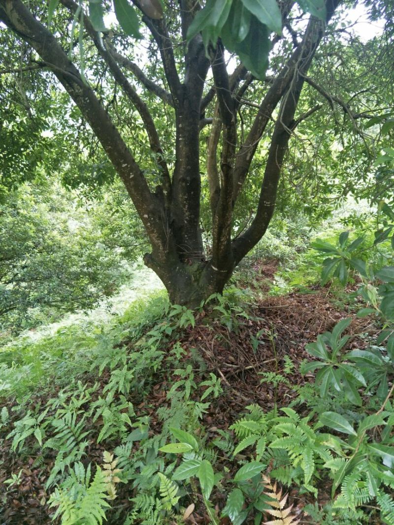 杨梅树20~30cm