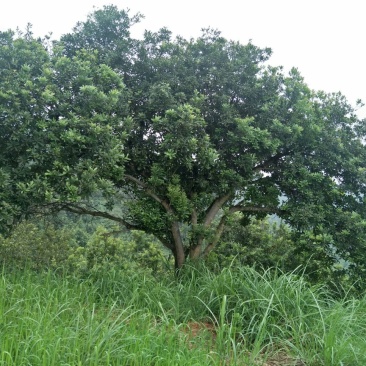 杨梅树20~30cm