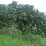 杨梅树20~30cm
