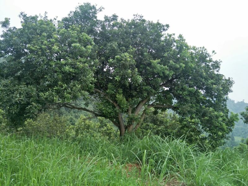 杨梅树20~30cm