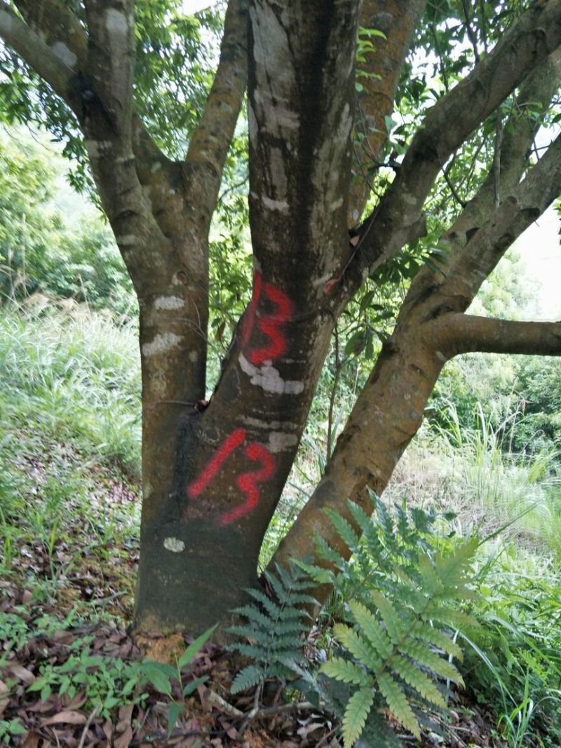 杨梅树20~30cm