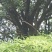 杨梅树20~30cm
