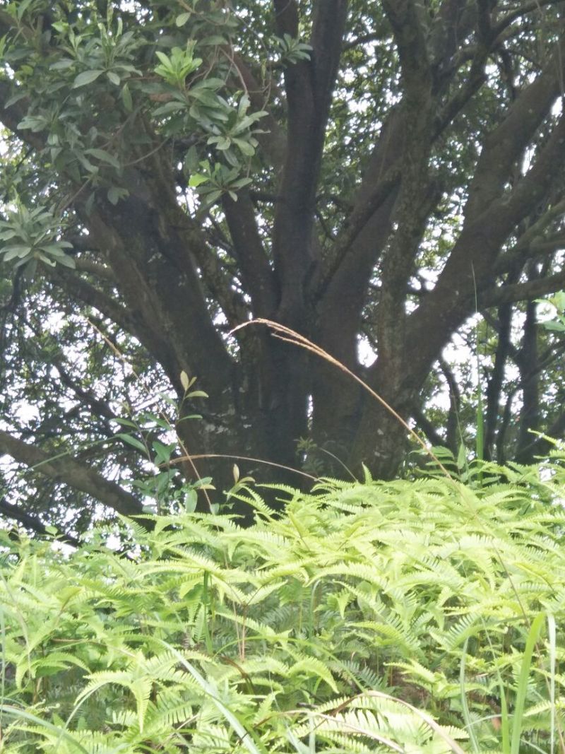 杨梅树20~30cm