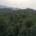 杨梅树20~30cm