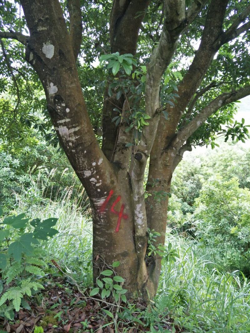 杨梅树20~30cm