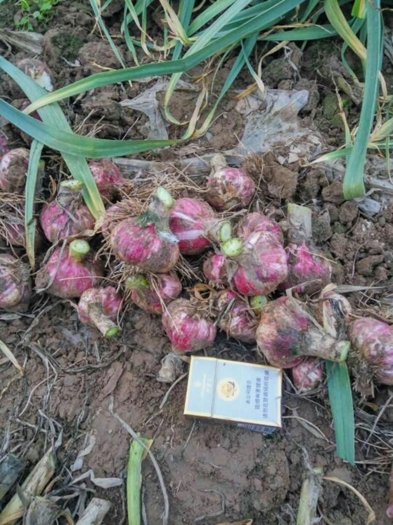红皮大蒜4.5cm～6cm，开封大蒜，产地直供，量大从优