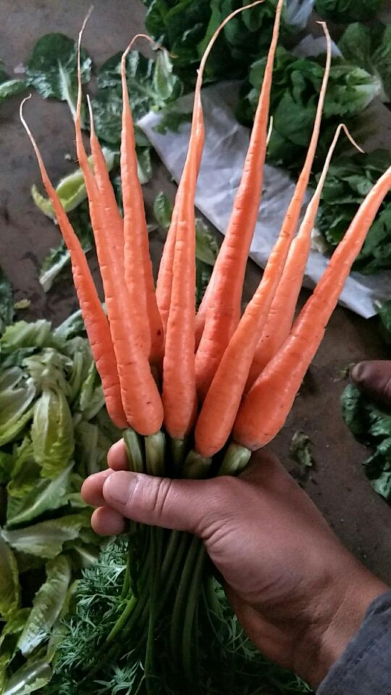 手指萝卜胡萝卜