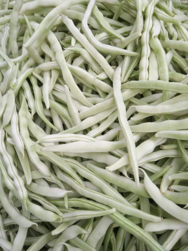 白不老豆角大量上市，有需要的来电咨询，