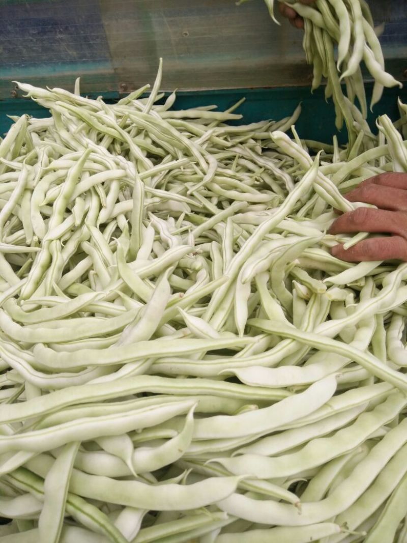 白不老豆角大量上市，有需要的来电咨询，