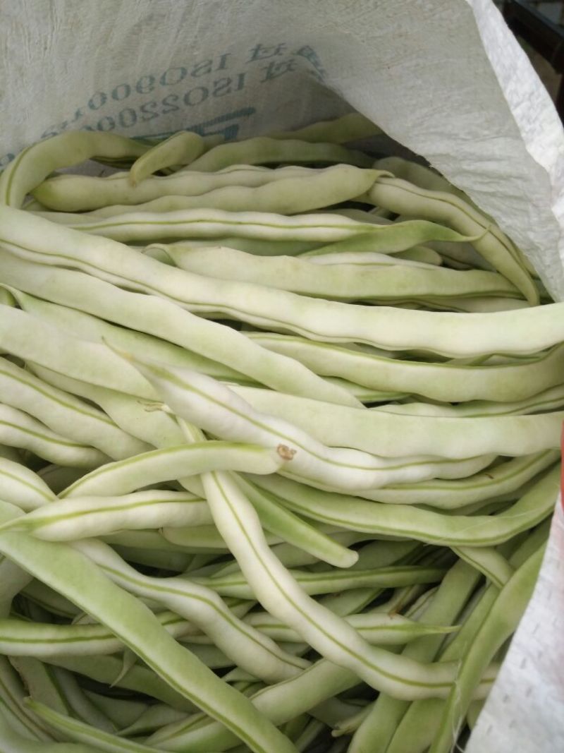 白不老豆角大量上市，有需要的来电咨询，