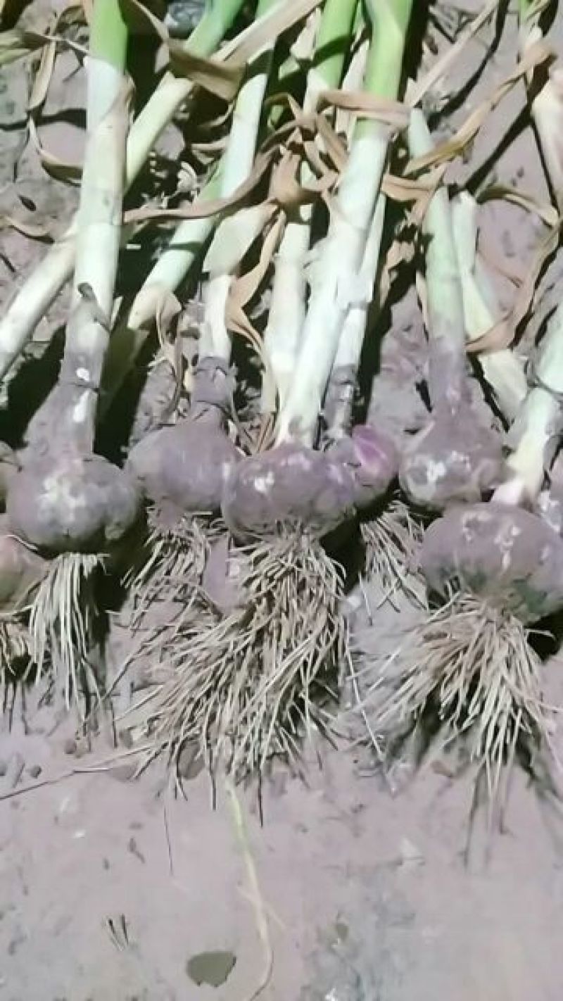 开封大蒜质量好价格优，大量上市，货源充足，品质保证，欢迎选购