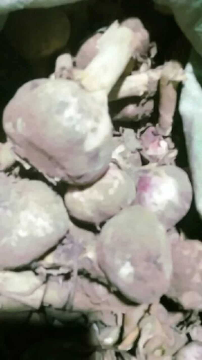 开封大蒜质量好价格优，大量上市，货源充足，品质保证，欢迎选购