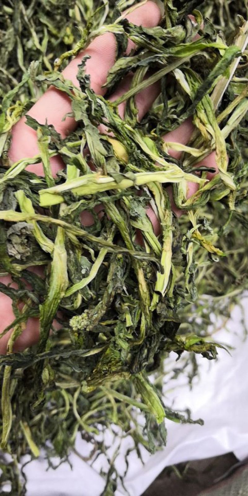 山野菜新鲜山野菜新鲜山菜贡菜叶野菜贡菜头