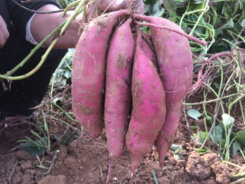 农科院脱毒西瓜红红薯苗，河北种苗，基地，超甜蜜薯