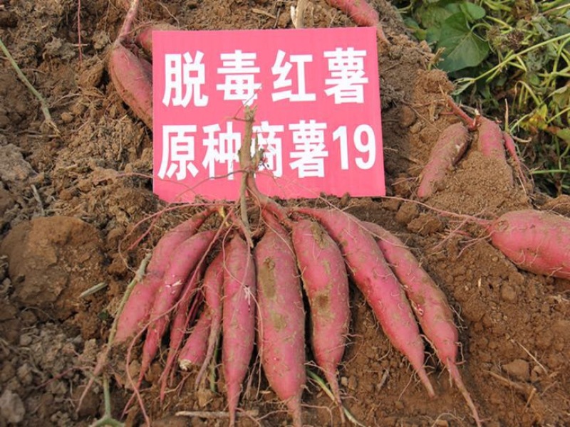 商薯19红薯苗15~25cm