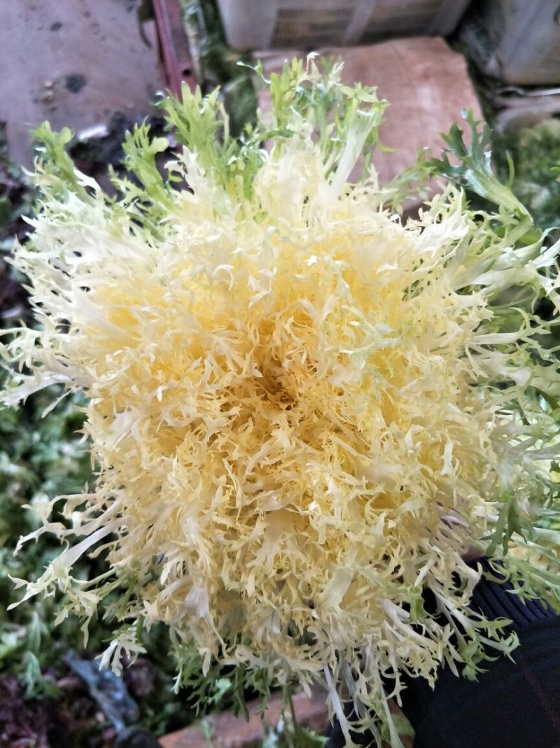 黄心苦菊黄九芽