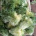 黄心苦菊黄九芽