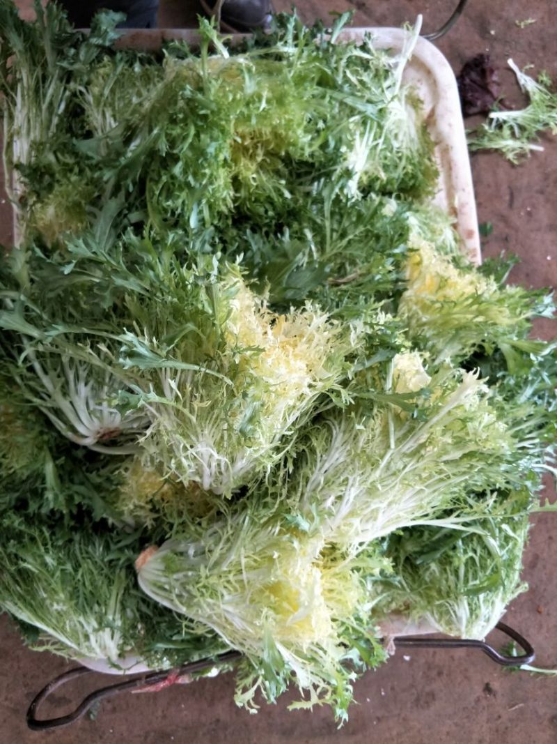 黄心苦菊黄九芽
