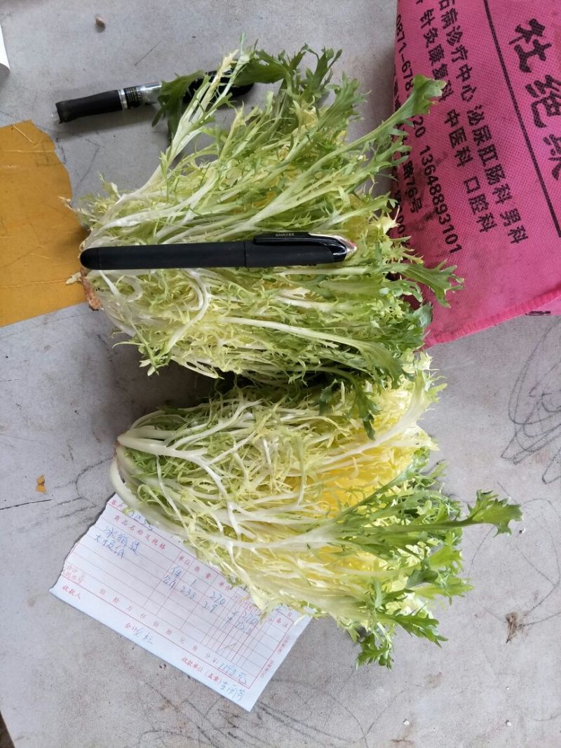 黄心苦菊黄九芽