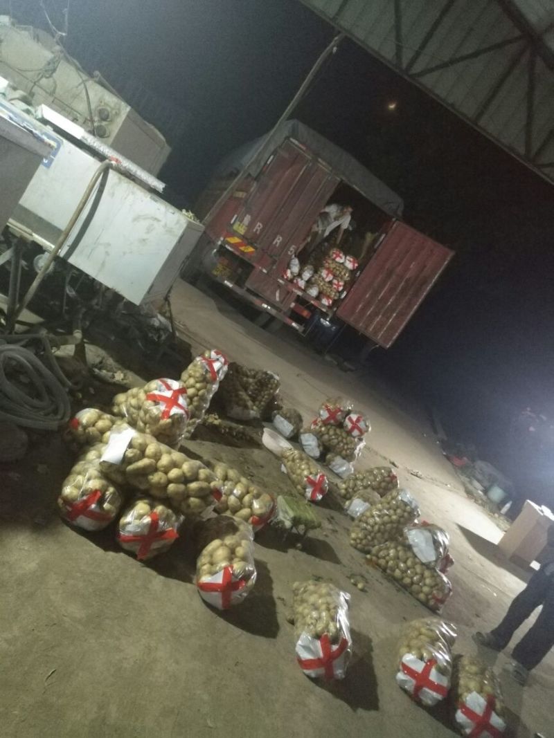土豆荷兰系列，中薯，沃EV万亩规模，量大质优，产地直发。
