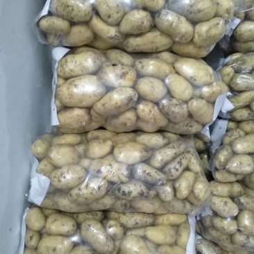 土豆荷兰系列，中薯，沃EV万亩规模，量大质优，产地直发。