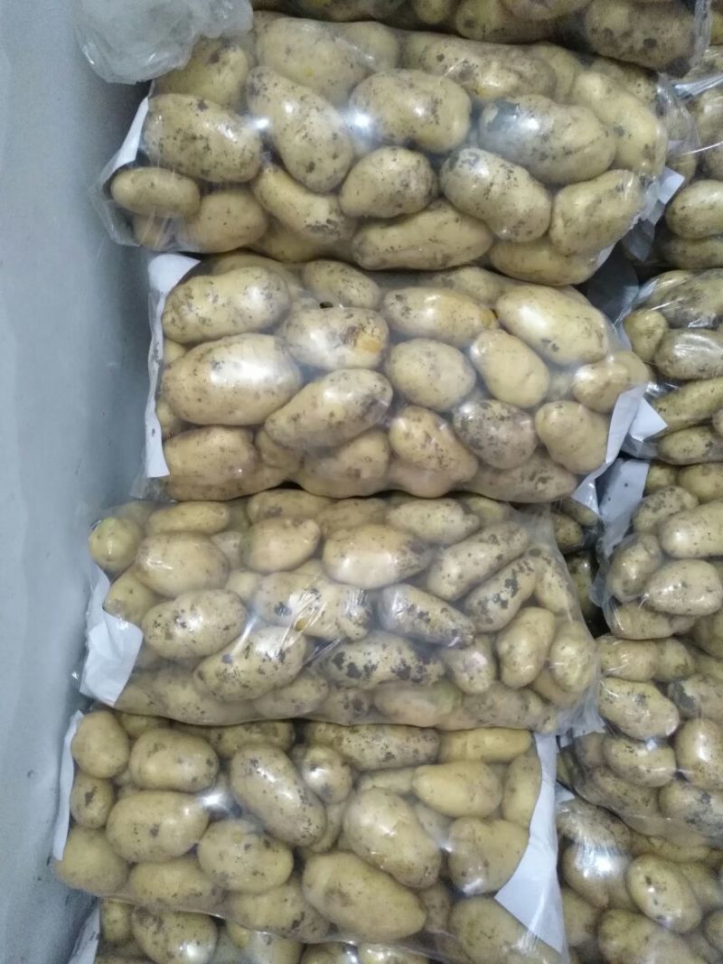 土豆荷兰系列，中薯，沃EV万亩规模，量大质优，产地直发。