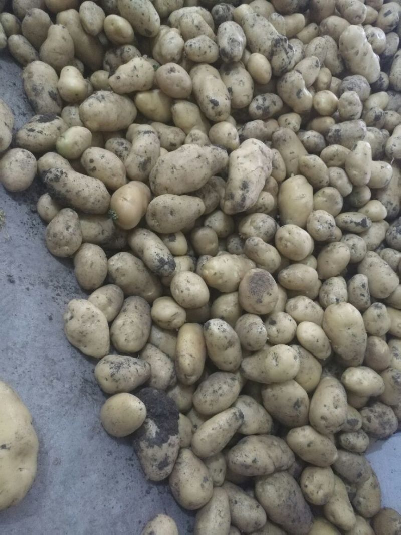 土豆荷兰系列，中薯，沃EV万亩规模，量大质优，产地直发。