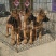 马犬公