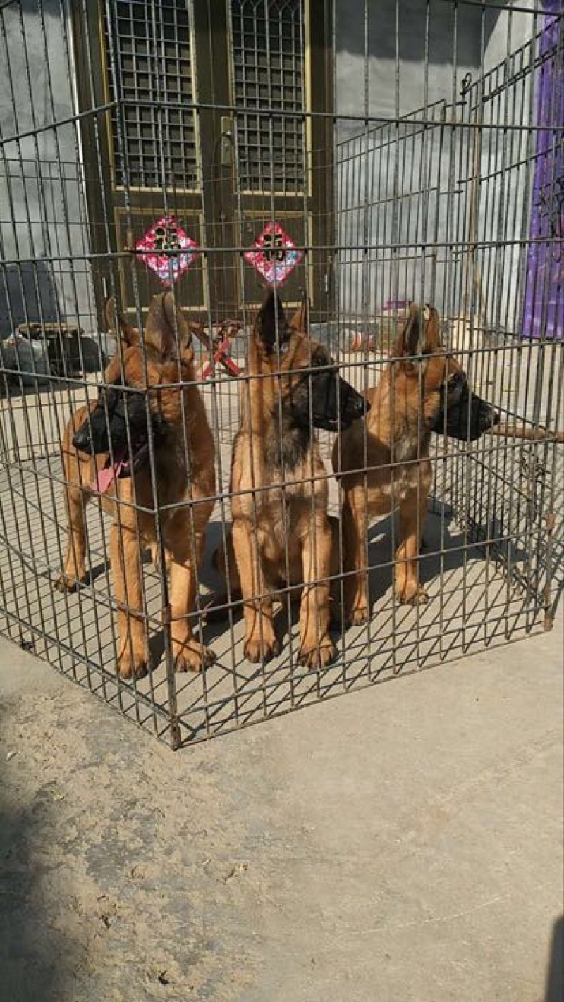 马犬公