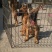 马犬公