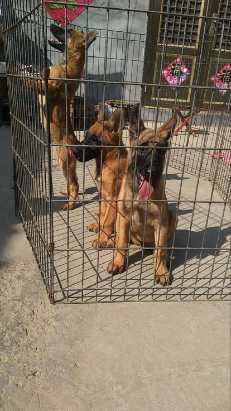 马犬公