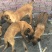 马犬公