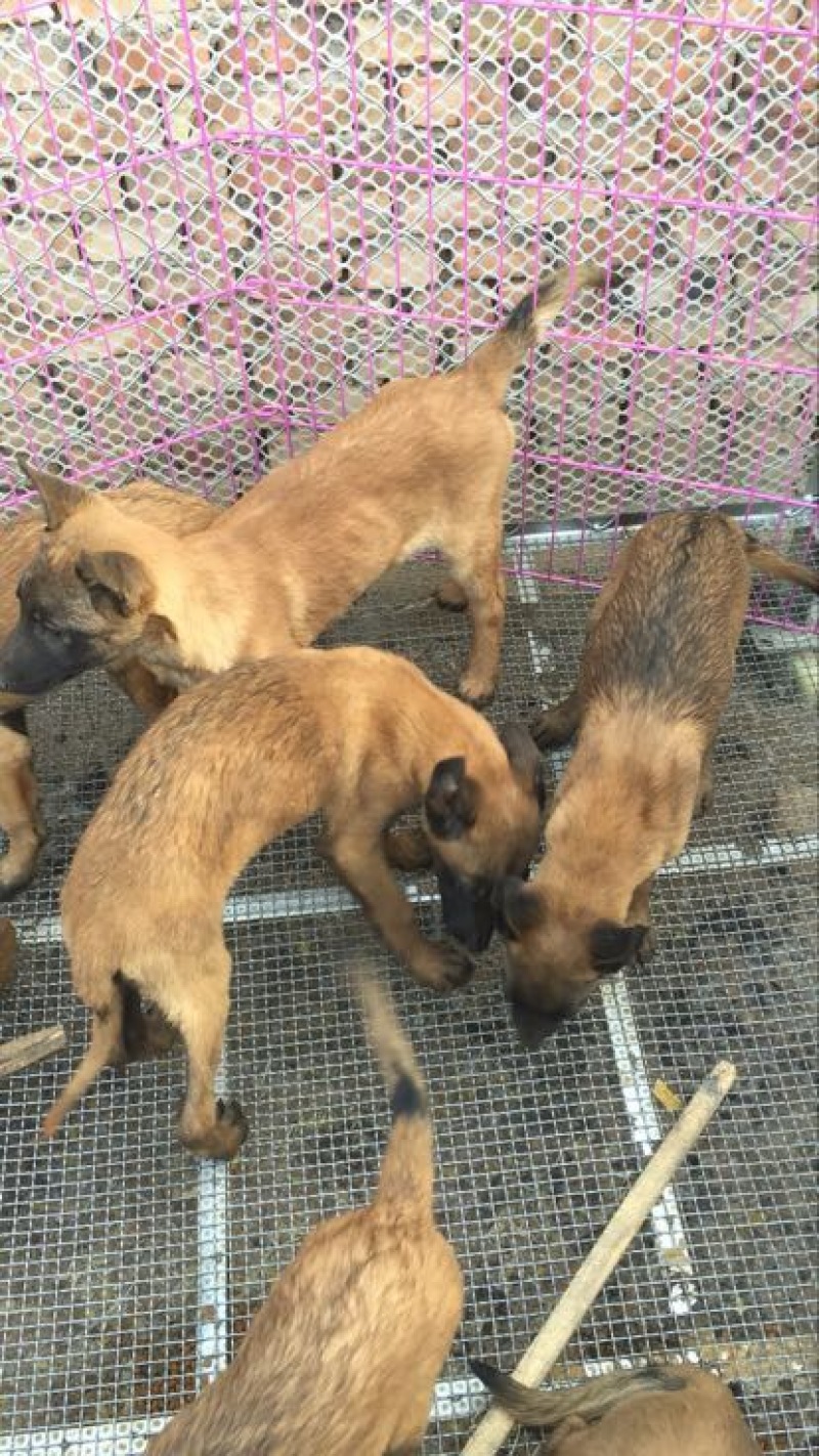 马犬公