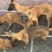 马犬公