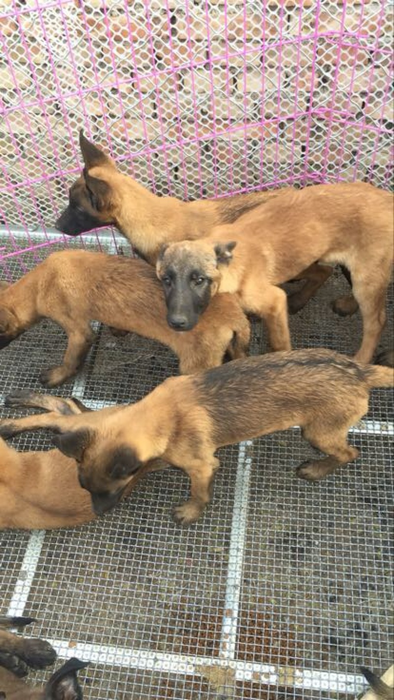 马犬公
