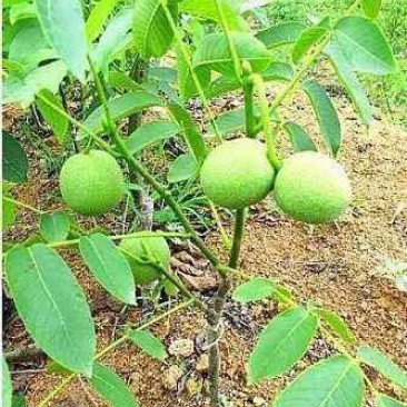 核桃苗150~200cm2~3年自家种嫁接