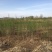 丝绵木171~200cm