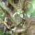 映山红老桩
