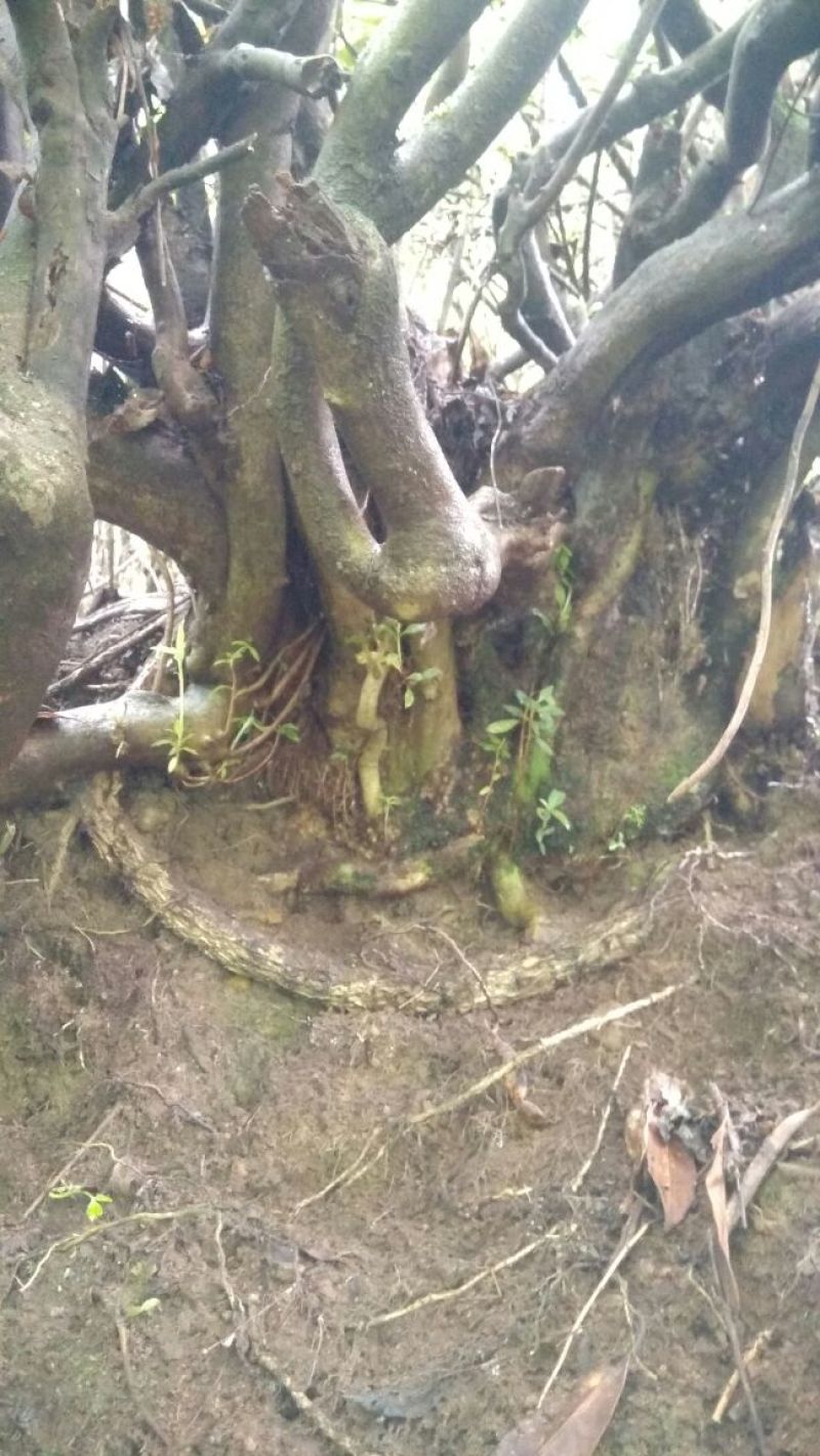 映山红老桩