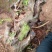 映山红老桩