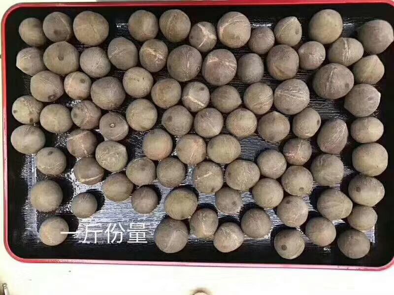 非洲海椰皇