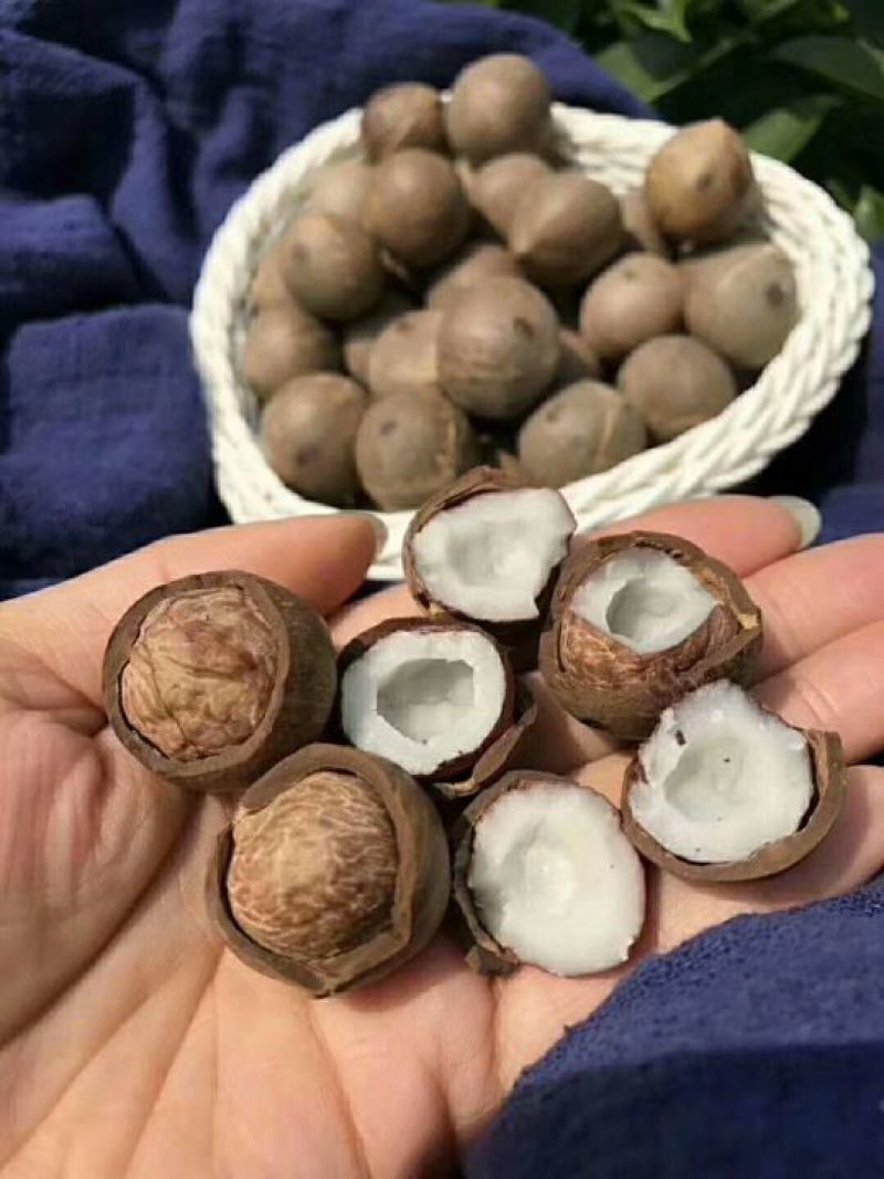 非洲海椰皇