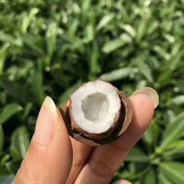 非洲海椰皇