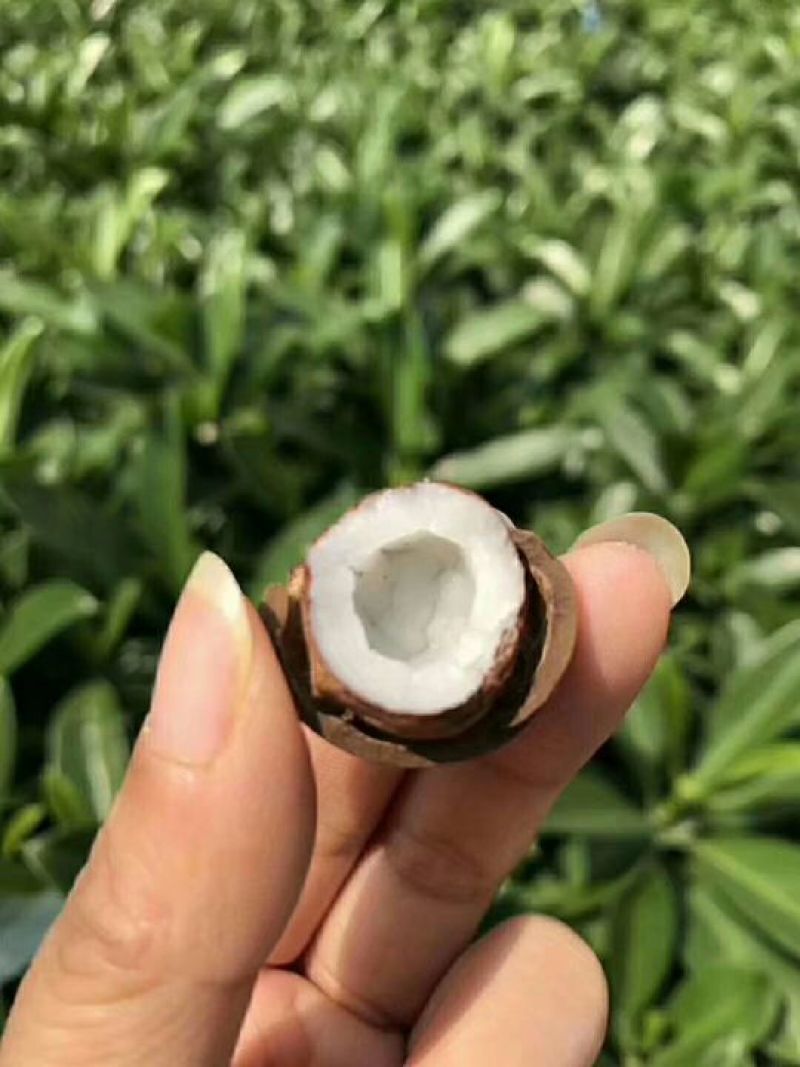 非洲海椰皇