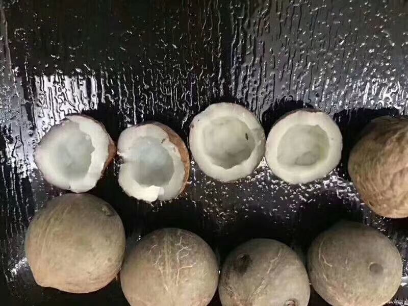 非洲海椰皇